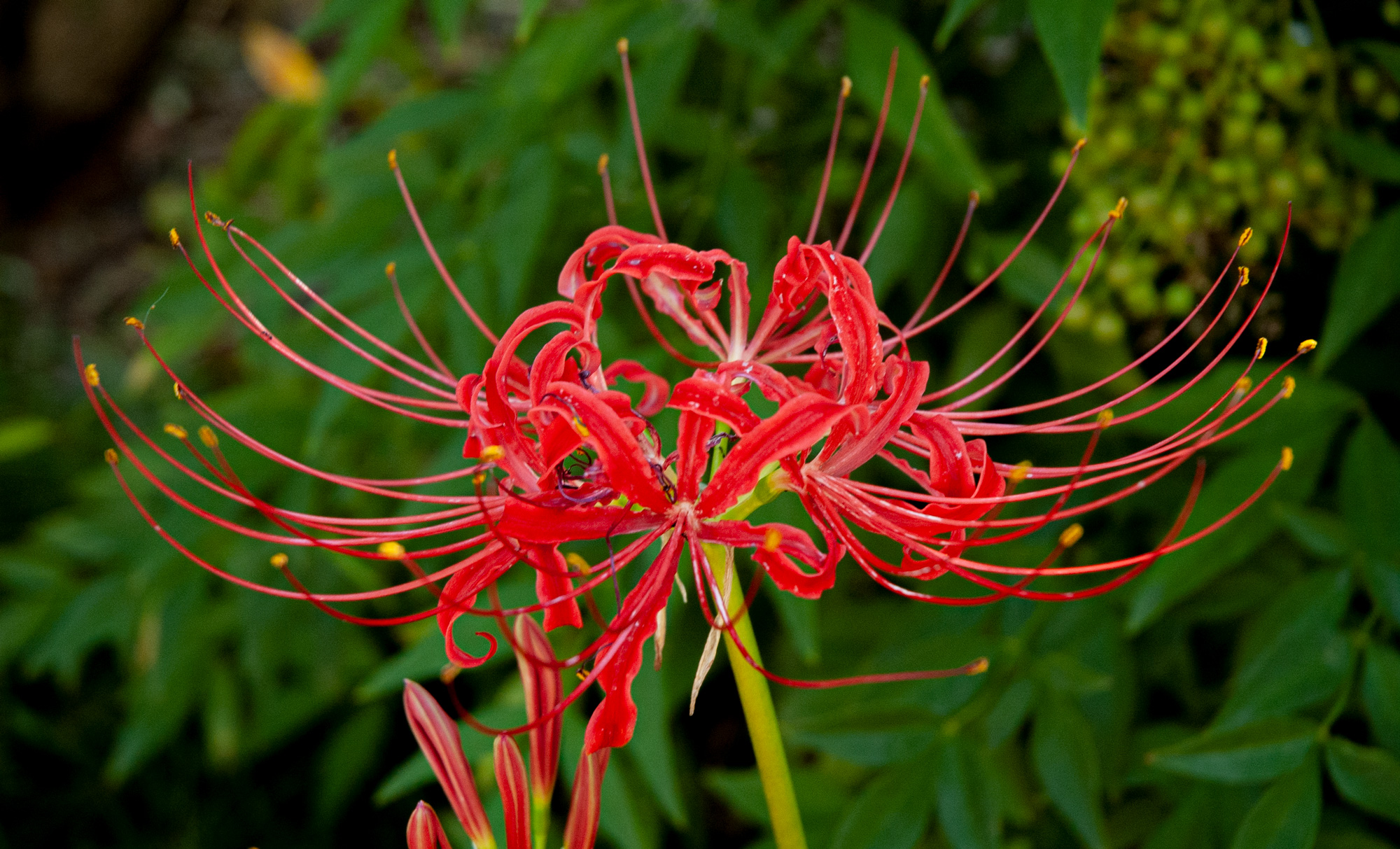 Heirloom Red Spider Lily Lycoris Radiata 