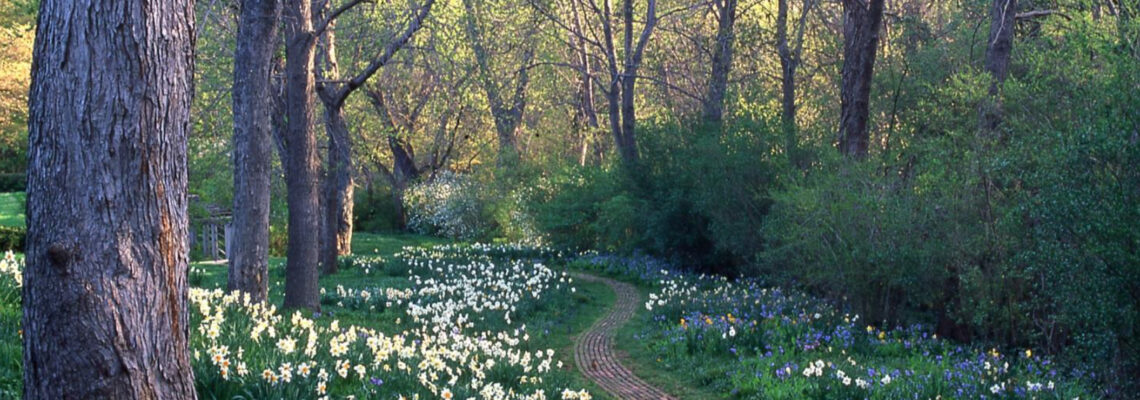 Mélisande’s Allée, Dumbarton Oaks, Spring 2008. Photo by Richard Cheek